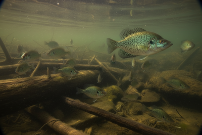 Finding Summer Crappie in Deep Reservoirs