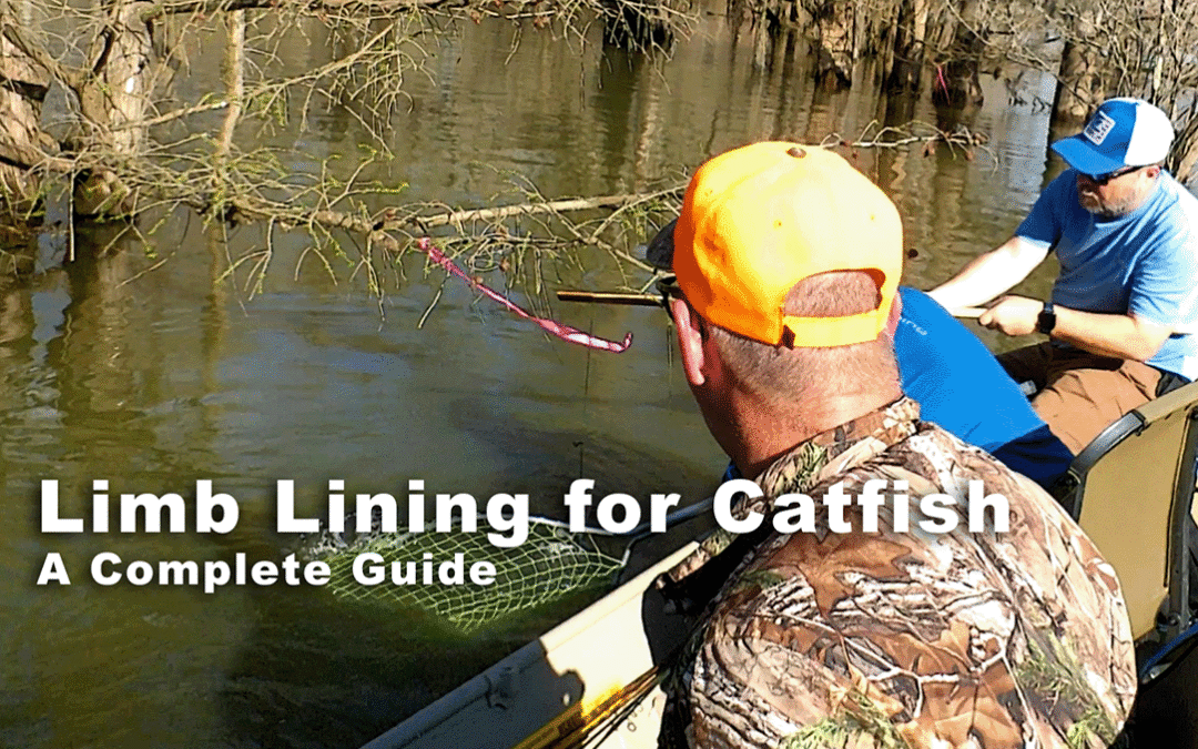 Limb Lining for Catfish - A Complete Guide